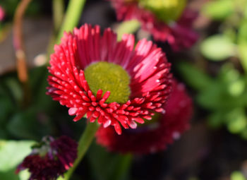 Close-up of red flower blooming outdoors