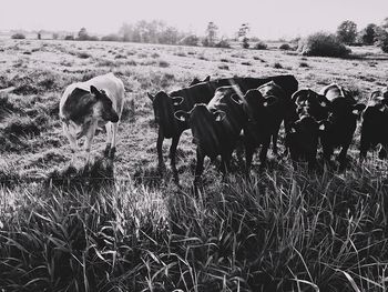 View of cows on field