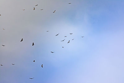 Low angle view of birds flying in sky