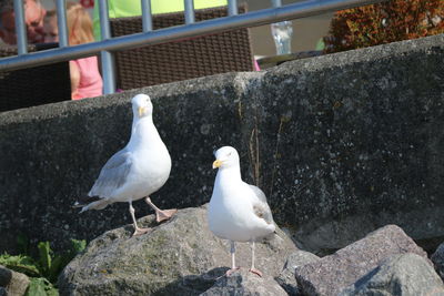 Seagulls perching on rock