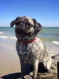 Close-up of dog on beach