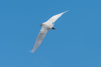 Low angle view of seagull flying in sky