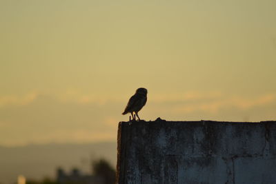 Bird perching on a wall