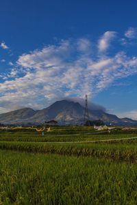 Scenic view of agricultural field against sky