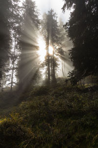 Trees in forest