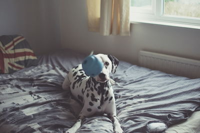 Dalmatian dog on bed