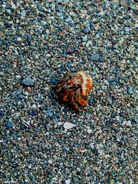 Close-up of crab on beach