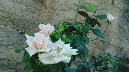 Close-up of roses blooming outdoors