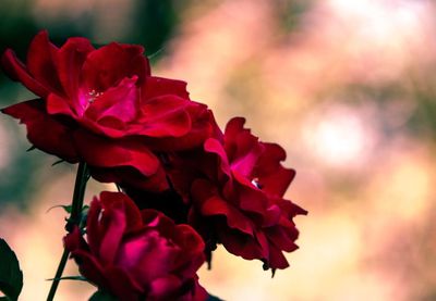 Close-up of pink rose plant