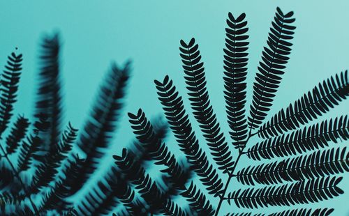 Low angle view of succulent plant against sky