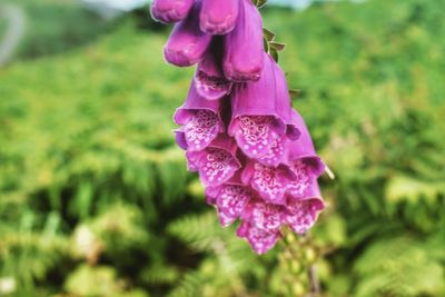 Close-up of purple flower