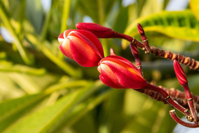 Close-up of red flower buds