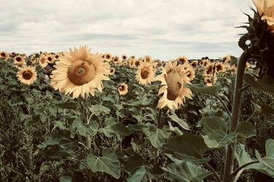 Close-up of sunflower on field against sky