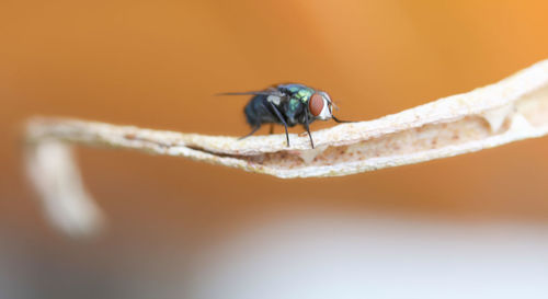 Close-up of housefly