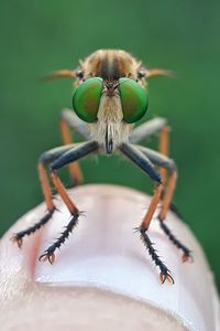 Close-up of insect