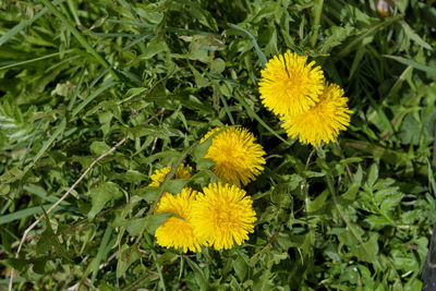 High angle view of yellow flowering plant