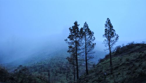 Pine trees in forest against clear sky