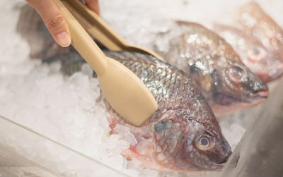 Female hand using the plastic food clamp with fresh sea bass fish on the tray, 