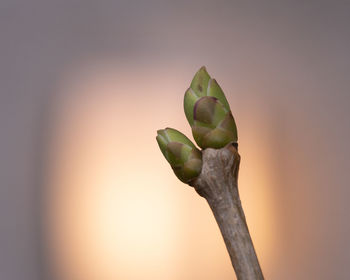 Close-up of flower bud growing outdoors