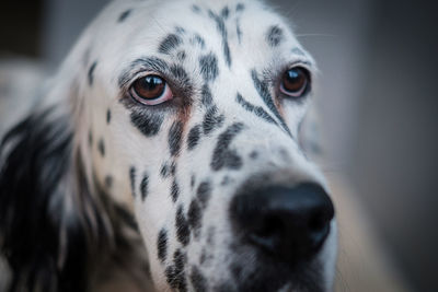 Close-up portrait of a lovely dog