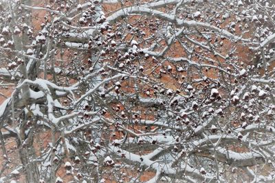 Full frame shot of frozen tree