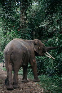 Elephant standing in a forest