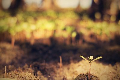 Close-up of plant growing on field