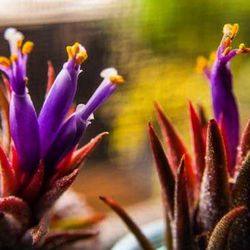 Close-up of purple flowers