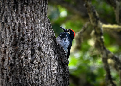 Close-up of bird perching on tree trunk