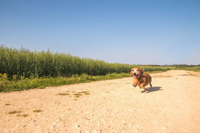 Dog in a field