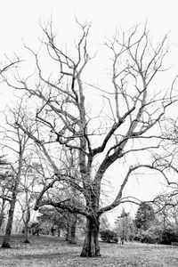 Bare tree on landscape against sky