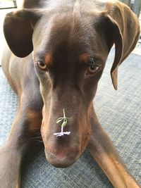 Close-up portrait of dog with flower