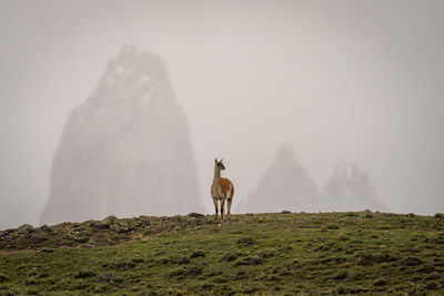 Rear view of man standing on mountain