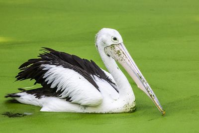 Close-up of pelican on grass