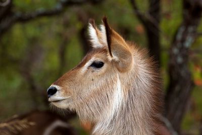 Close-up of waterbuck outdoors