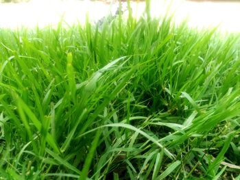 Close-up of wheat growing on field