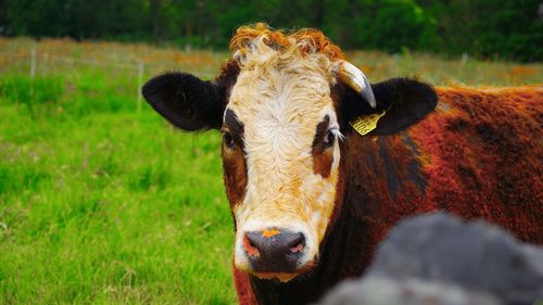 Portrait of a horse on field