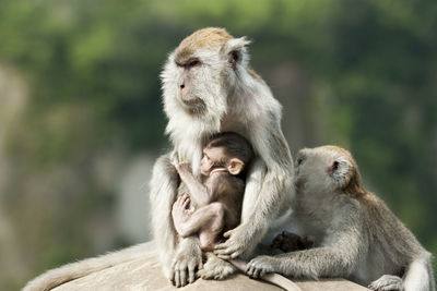 Close-up of monkey sitting outdoors