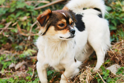 View of a dog on field