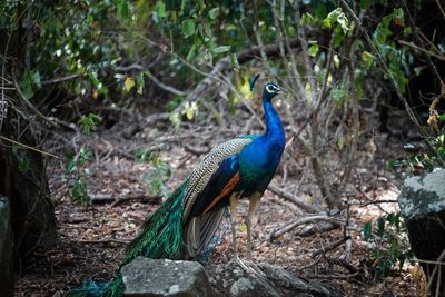 Peacock perching on a tree