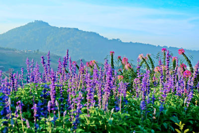 Purple flowering plants on field against sky