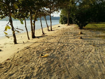 Reflection of trees in water