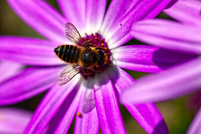 Close-up of bee pollinating on flower