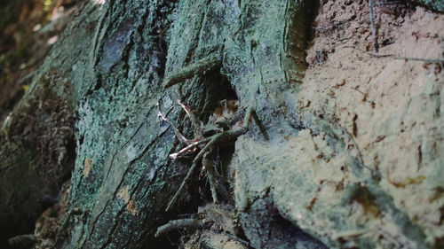 Close-up of moss on tree trunk