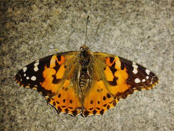 Close-up of butterfly