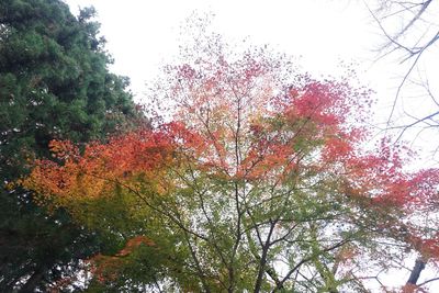 Low angle view of trees against sky during autumn