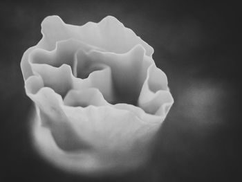 Close-up of rose over black background