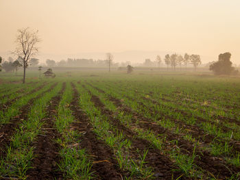 Scenic view of agricultural field against sky during foggy weather