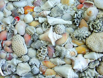 Full frame shot of various seashells