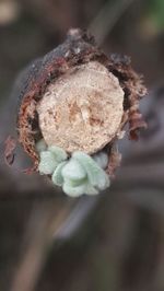 Close-up of plant against blurred background